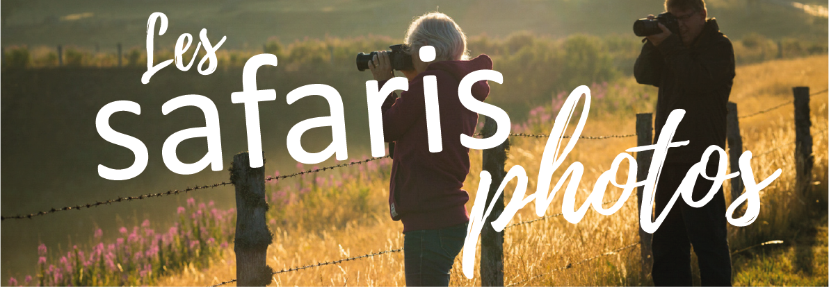safari banière@2x